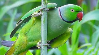 Parrot Sound Videos Compilation [upl. by Acinomad]