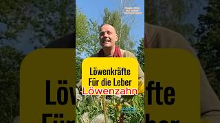 Löwenkräfte für die Leber mit dem Löwenzahn natur heilpflanzen pflanzen leber naturheilkunde [upl. by Ainsworth]