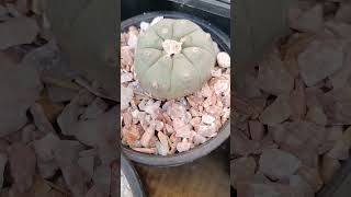 Lophophora aka payote cactus [upl. by Merfe462]