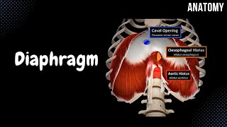 Diaphragm  Origin Points Openings and Coverings [upl. by Arlyn]