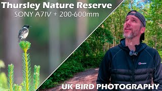 Sony A7IV and Sony FE 200600mm UK Bird Photography at Thursley National Nature Reserve [upl. by Wehttam]