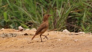 Furnarius rufus  Rufous hornero  Red ovenbird  João de Barro [upl. by Sherrod679]