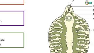 Fasciola hepatica Structure and Life cycle [upl. by Anah]