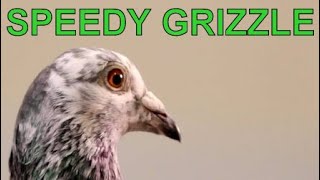 SUPER PIGEON Speedy Grizzle presented [upl. by Oicinoid]