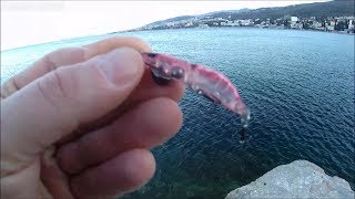 Adriatic Sea shore fishing Weeaver fish [upl. by Winsor430]