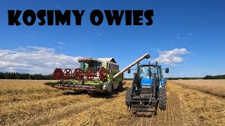 OWIES POD KOSĘ😃KOSIMY LEGE🌾Agro Dniówka 385 [upl. by Maupin]