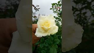 One variety of our white roses rosefarming [upl. by Arah]