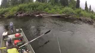 Alaska Wilderness Fly Fishing [upl. by Selec]