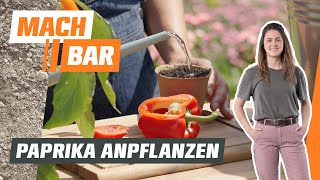 Paprika vorziehen anbauen amp pflegen – alles zum Gemüseanbau 🫑  OBI [upl. by Tamis]