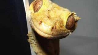 Crested Gecko Making Sounds [upl. by Atinaw]