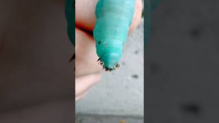 Up Close with a Hornworm Discovering Natures Spiny Blue Giant [upl. by Tecil]