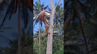 Super fast climbing tree shorts climbing treeclimbing trending shortsfeed indiatopindia [upl. by Riorsson461]