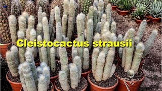 How to repot amp grow cleistocactus strausii [upl. by Nylessej414]