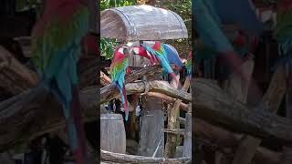 Most Quarrelsome Coupleশর্টস yoitubeshorts funnyshorts macawbird thailand yshorts shortsfeed [upl. by Veal168]