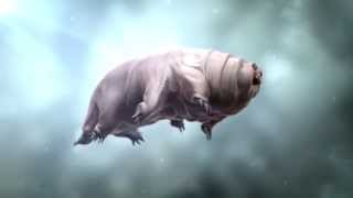 Swimming Tardigrade [upl. by Jacqueline]