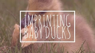 Imprinting Ducklings [upl. by Ayahs]