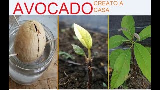 FACILE PIANTARE AVOCADO IN 2 MODI DIVERSI come creare una pianta davocado PLANT AVOCADO [upl. by Wald667]