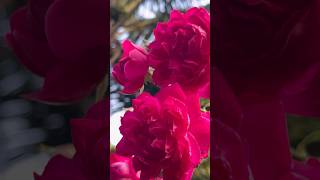 So romantic climbing roses 🥀  Home Gardening  rose gardening flowers youtubeshorts [upl. by Aerdnac]