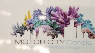 Motor City Corals [upl. by Kcirredal]