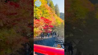 Autumn season in Japan🇯🇵 Korankei Gorge Toyota AichiTourism in Japan🇯🇵🇮🇳Indian in Japan [upl. by Meriel]