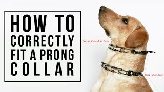 How to Get the Proper Fit Herm Sprenger UltraPlus Dog Prong Training Collar with ClicLock [upl. by Pollard]