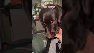 Guten Morgen labrador dog wohnmobil hunde schlafen essen tiktok fressen [upl. by Inessa]