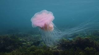 Is it Lions Mane Jellyfish [upl. by Hbaruas110]