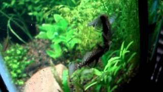 Bristlenose pleco fighting [upl. by Laddie693]