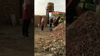 Corn husking and threshing transport machine technology farming automachine funny automobile [upl. by Treat192]