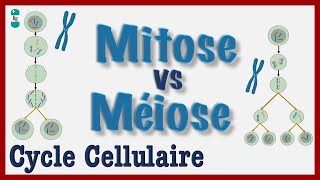 Mitose vs Méiose  Explication simple du Cycle cellulaire Division dune CELLULE Chromosomes [upl. by Itirahc]