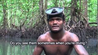 Solomon Islands living with mangroves [upl. by Demy]