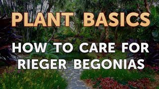 How to Care for Rieger Begonias [upl. by Ahcropal]