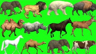 Jungle animals size comparison  Animal animation  Animals stampede [upl. by Larkins624]