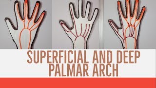 SUPERFICIAL AND DEEP PALMAR ARCHES [upl. by Watters486]