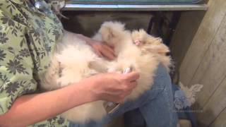 Grooming English Angora Rabbits for show and fiber [upl. by Ashling589]