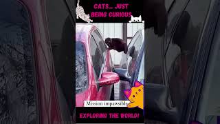 Cats Just being Cats Pt 2  THE WORLD IS A FUNNY PLACE catlife catfunny catshorts [upl. by Rafael127]