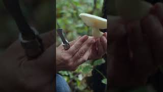 Nicole Zempel is foraging for the Elm Oyster mushroom [upl. by Hanala]