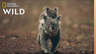 Koalas 101  Nat Geo Wild [upl. by Leterg]