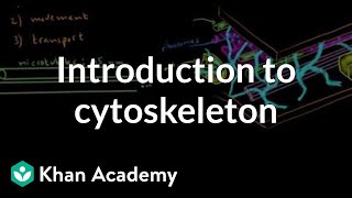 Introduction to cytoskeleton  Cells  MCAT  Khan Academy [upl. by Mcgrath]