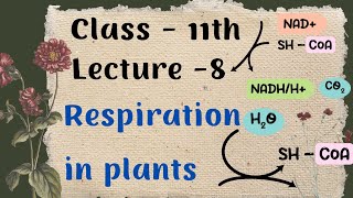 Respiration in plants Lecture 8 [upl. by Cychosz517]