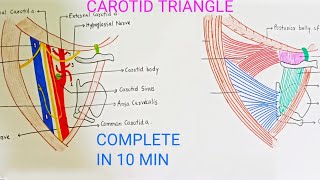 CAROTID TRIANGLE [upl. by Erdah937]