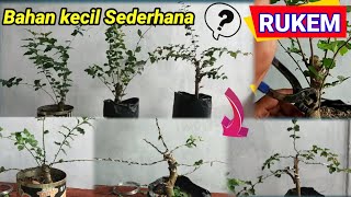 Gerak dasar bonsai Rukem sederhanaMembuat bonsai rukemFlacourtia indica [upl. by Anomahs]