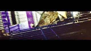 Pica Degu filmed with the LomoKino [upl. by Pepe]