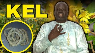 🌴 Ndiarignou Kél  Vertus du Grewia bicolor  Pr Ousmane Ndiaye  SAMA XALAAT TV [upl. by Nosbig523]