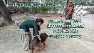 Paralysis in dog and successful treatment  paralysis video with full recovery DrAlokVetClub [upl. by Eigram249]