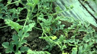 Origene Seeds 2015 movie [upl. by Brunell873]