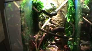 Read Desc Ideal Veiled Chameleon Tank Setup With Reptifogger [upl. by Dorcea]