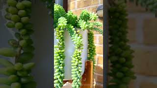 Burros Tail Plant [upl. by Yehudi]