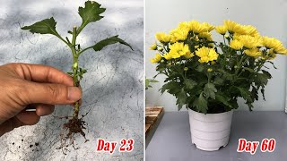 How to grow yellow chrysanthemum from cuttings fast and easy [upl. by Asssilem]