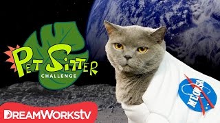 Homemade Cat Calendar  PET SITTER CHALLENGE [upl. by Enimsay386]